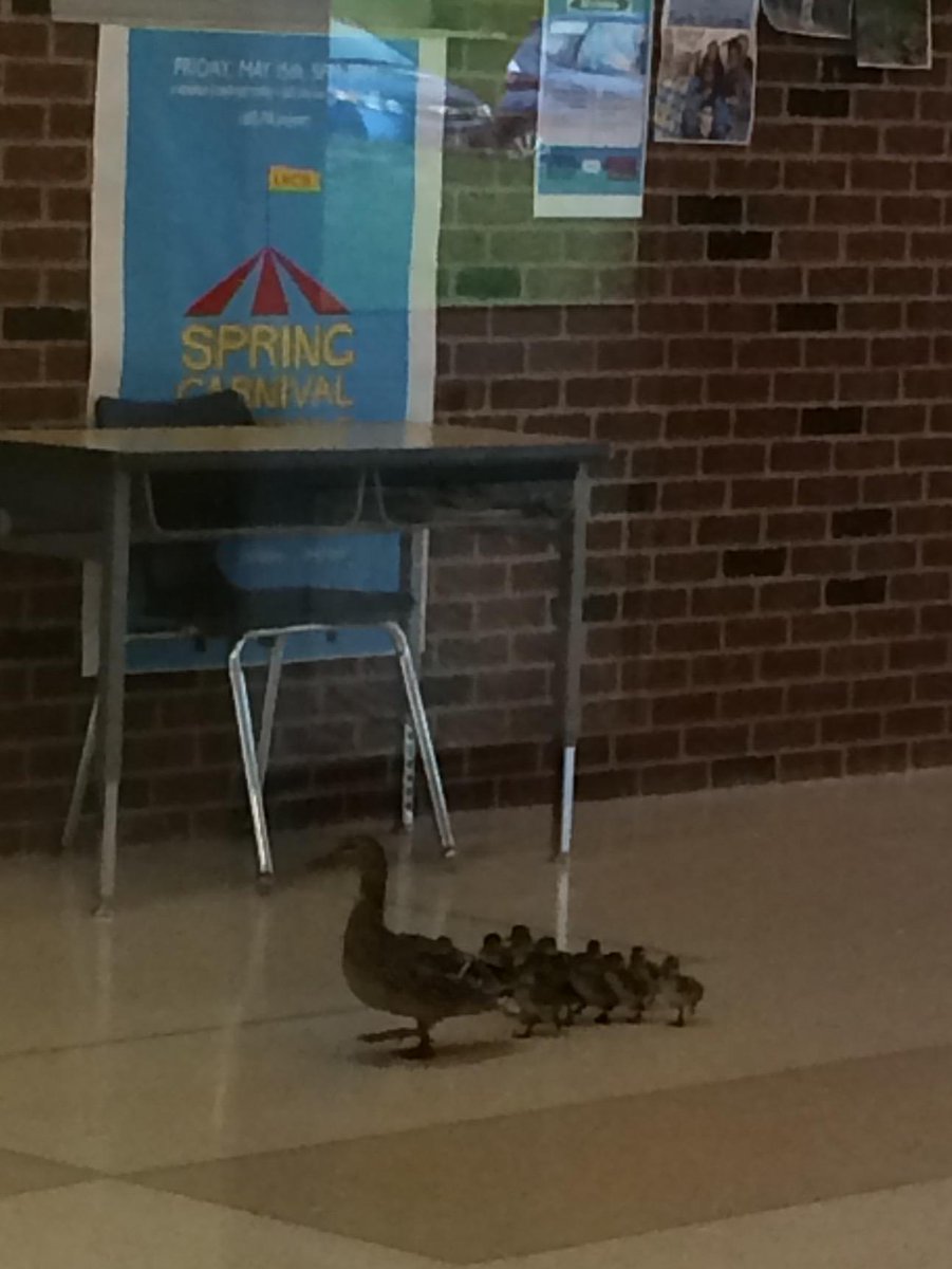 Ducks on parade <a href="/MPS_LNCS/">Wenonah Keewaydin</a> <a href="/NokomisLife/">#nokomislife</a> <a href="/MPS_News/">Minneapolis Public Schools</a>