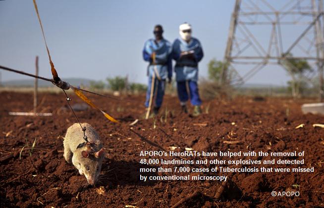 (5/5) European winner:  Liedekerke Wolters Waelbroeck Kirkpatrick for work with social entrepreneurs like <a href="/HeroRATs/">APOPO</a>