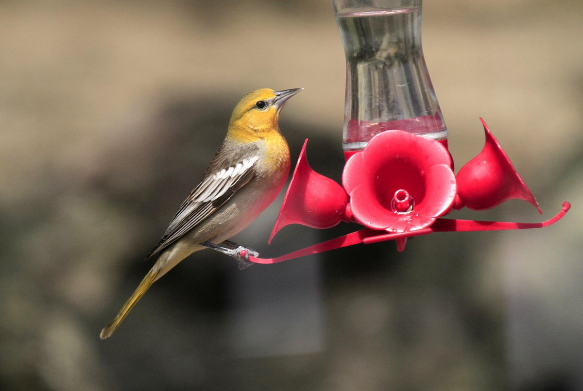 BoatBirder's tweet photo. Exploring Hood River today! This ♀Bullock's Oriole was taking advantage of someone's Hummer feeder! #birdingoregon http://t.co/AqSvoCdsaV