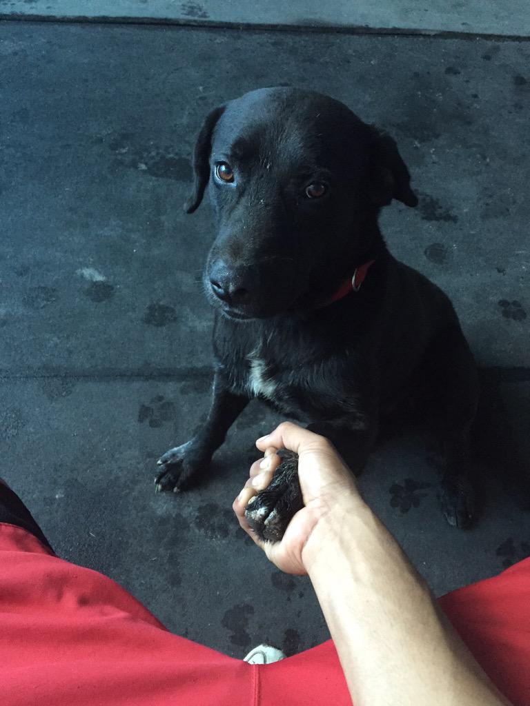 Chasing__Dreamz's tweet photo. Nice to meet you my name is Jet. #MyBlackLab http://t.co/WQnGtZbfSG