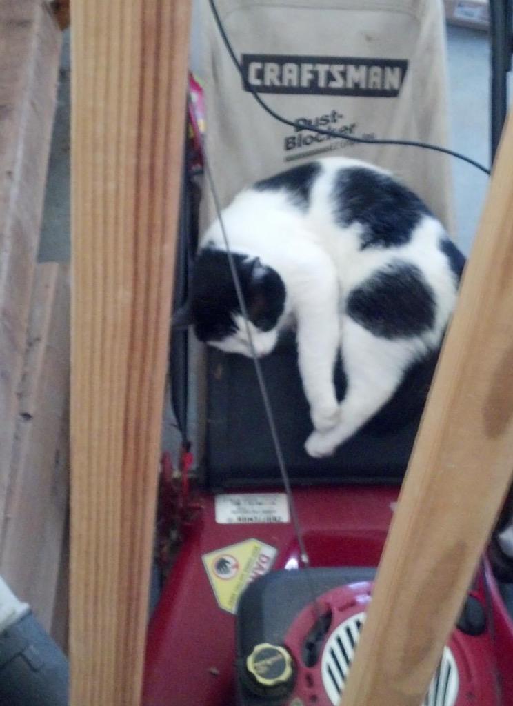 chele2808's tweet photo. This is how Spike gets to work! RT please #WinBriansWatch http://t.co/0Vq3MHSBJ0
