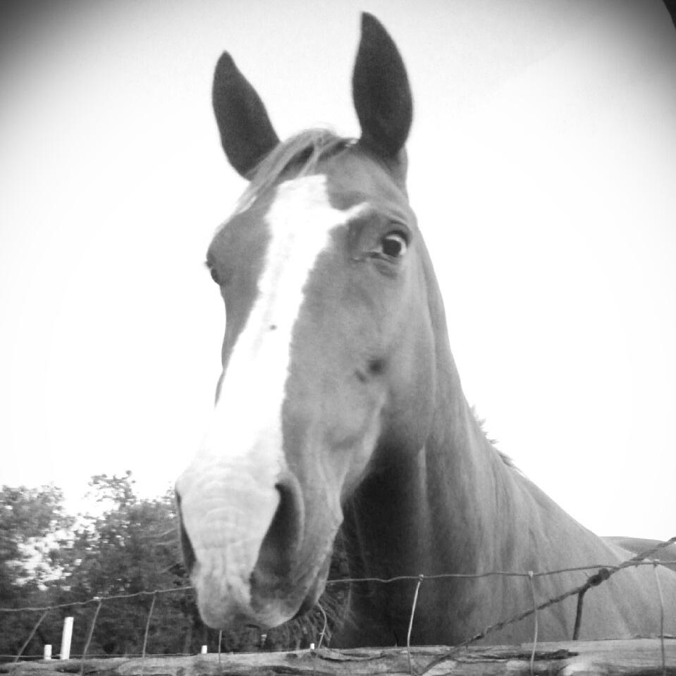 CARLABRADLEY100's tweet photo. Pistol Pete....I am in need of some horse therapy! http://t.co/Z1uqauhq66