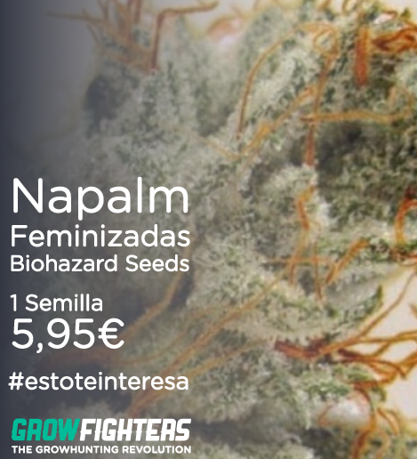 Growfighters's tweet photo. Napalm Feminizadas Biohazard Seeds
1 Semilla x 5,95€
http://t.co/wSwyKVTXMw #estoteinteresa #cannabis http://t.co/DbevdeyNUi