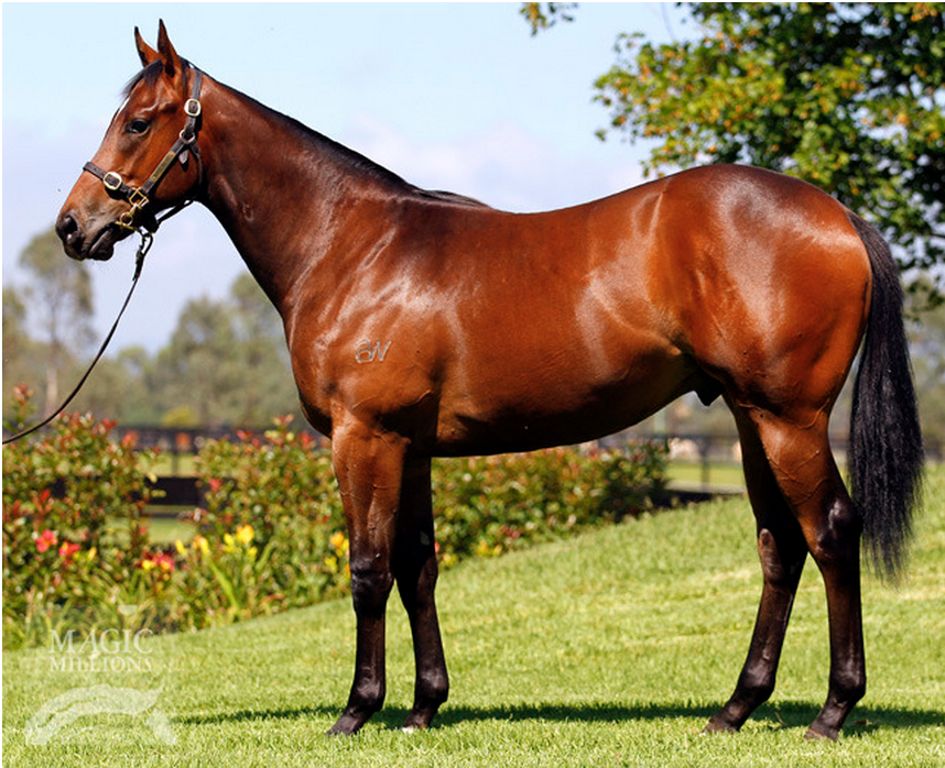 mmsnippets's tweet photo. Singapore's superstar juvenile Super One at @BroadwaterTBred prior to selling for $190,000 at the GC Yearling Sale: http://t.co/eFnQcwcZOF