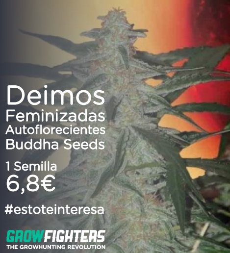 Growfighters's tweet photo. Deimos Feminizadas Autoflorecientes Buddha Seeds
1 Semilla x 6,8€
http://t.co/I07Na80evI
#estoteinteresa #cannabis http://t.co/ZscuNngZmV