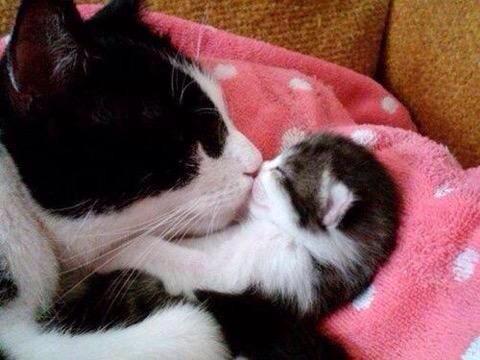 kittenj77's tweet photo. Kiss kiss http://t.co/riENtNao7g