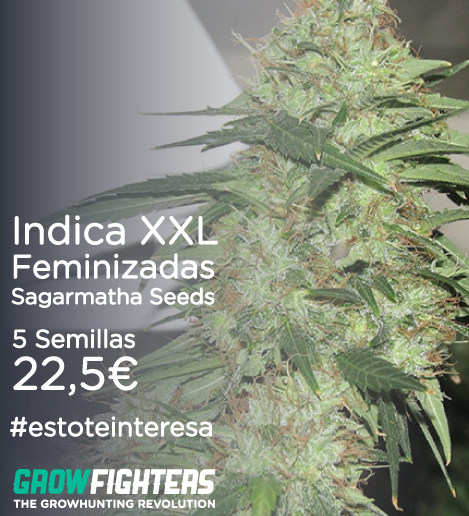 Growfighters's tweet photo. Indica XXL Feminizadas
Sagarmatha Seeds
5 Semillas x 22,5€
http://t.co/MHBDpUjR1L
#estoteinteresa #cannabis http://t.co/HhoLQeyETq
