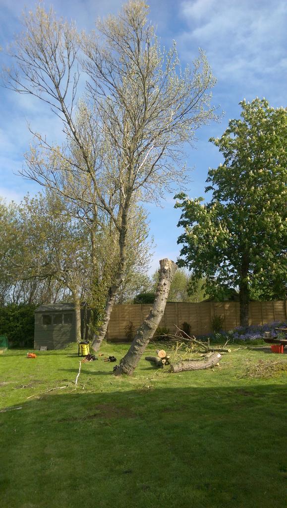 CromwellForest's tweet photo. Two trees removed and the stumps ground out. Back next week to plant a nice silver birch. 
#treeremoval #stumpgrind http://t.co/s0wZ0py2fN