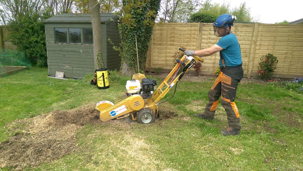 CromwellForest's tweet photo. Two trees removed and the stumps ground out. Back next week to plant a nice silver birch. 
#treeremoval #stumpgrind http://t.co/s0wZ0py2fN