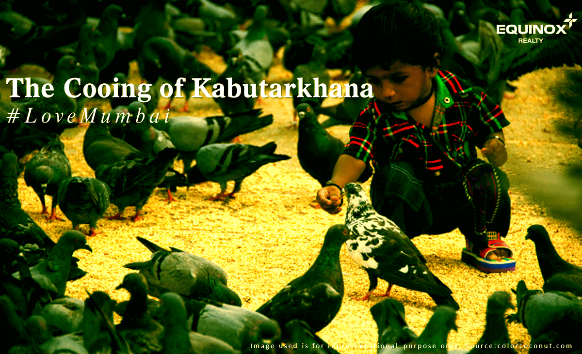 At Kabutarkhana, one is greeted by the cooing of countless feathered friends #LoveMumbai