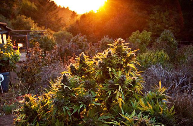 ilovechronicbud's tweet photo. 🌎🌱💚 http://t.co/KCt9yaK9ck