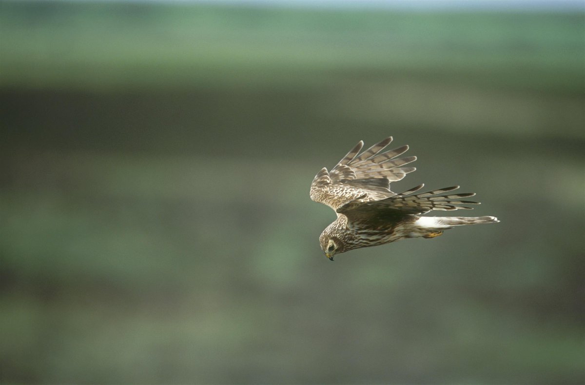 BirdwatchExtra tweet picture