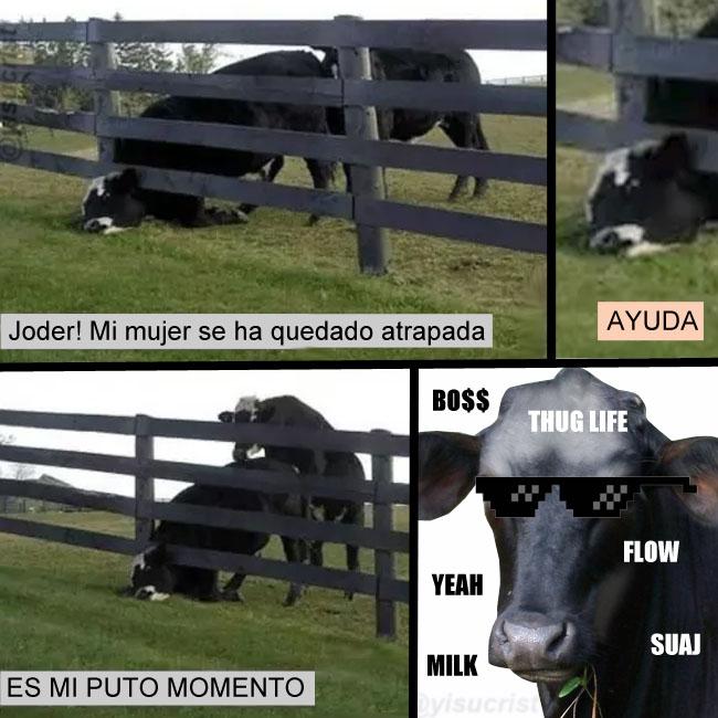 yisucrist's tweet photo. el más xungo d la granja http://t.co/IWMUhgEY5e