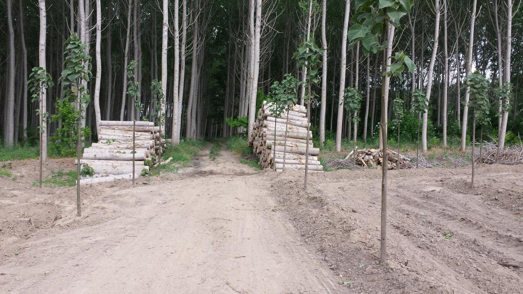 Hoy con el #calor tan intenso regando #paulonias para #biomasa en lo que #talamos