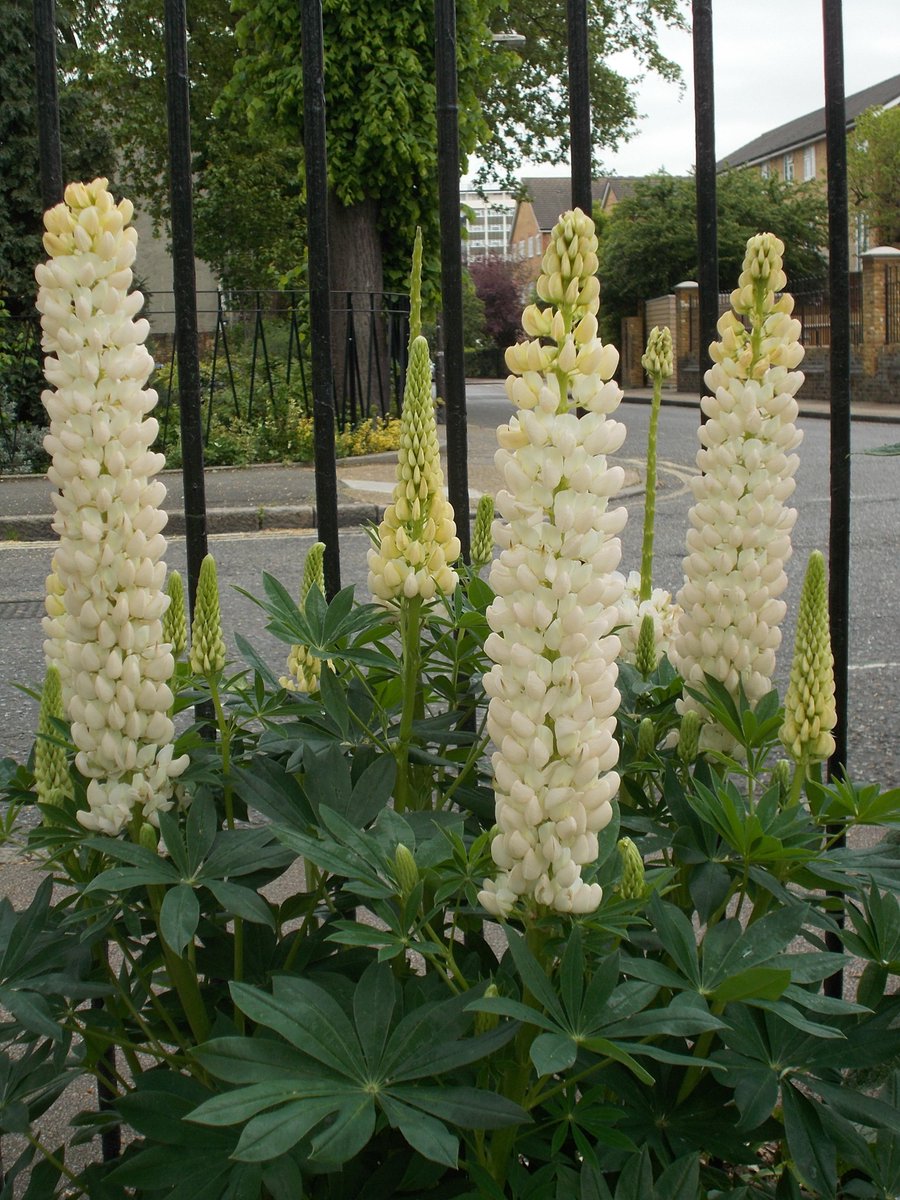 lorraine171260's tweet photo. lupins in #brunswickpark #sothwark http://t.co/fA8sKbOe81