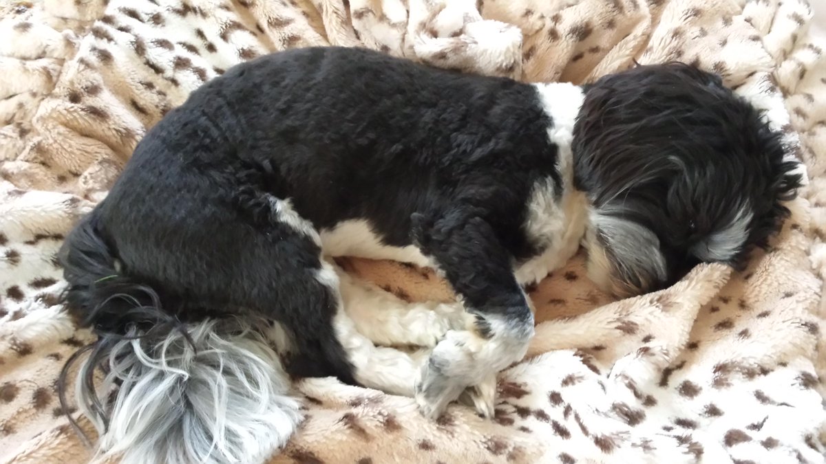 bei diesem Wetter geht kein Hund vor die Türe