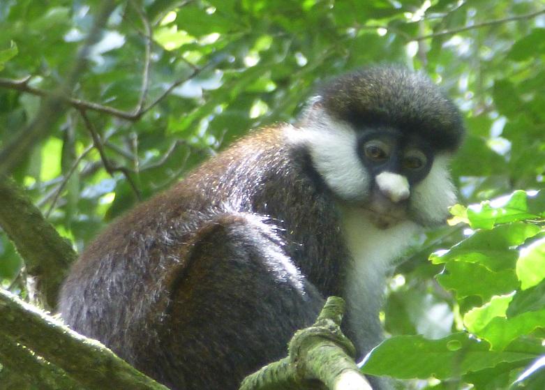 teragramonkey's tweet photo. one of my study animals #redtailmonkeys #femalebehavior #kibale http://t.co/qoMkKVd29l
