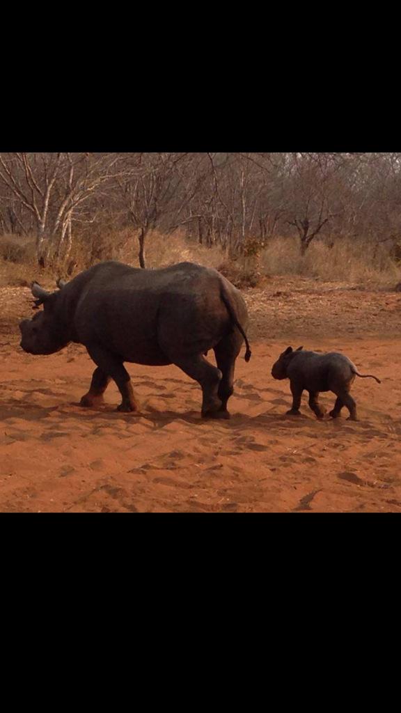 rickygervais's tweet photo. Today is #EndangeredSpeciesDay- Don't give up the fight for wildlife http://t.co/neEYsR7LrV