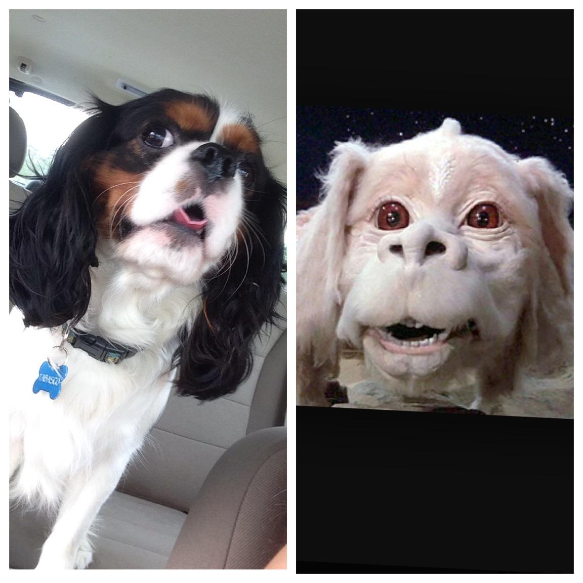 Taylorrichbitch's tweet photo. The resemblance is uncanny http://t.co/0dKbCirdCO
