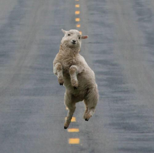 animalsreaction's tweet photo. going into work on a Friday http://t.co/sMZJAYXeFt
