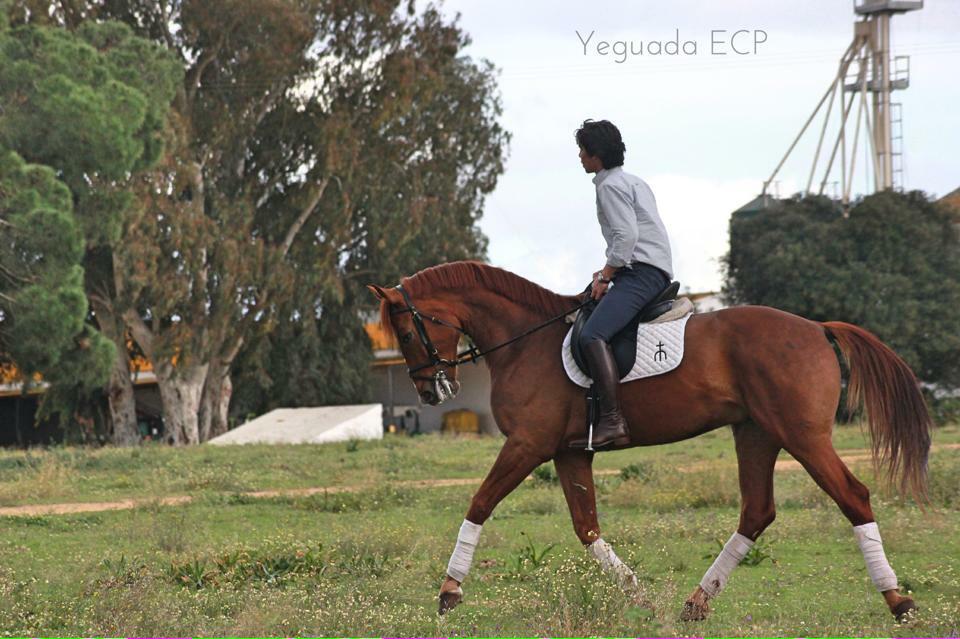Salto y doma clásica. Chester