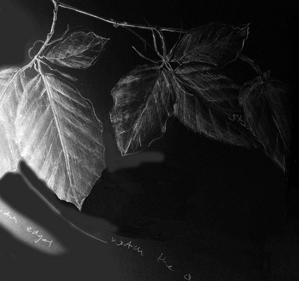 Ecogeographers's tweet photo. Started #beech research for @sustrust's #crenvergrove. Looking at its stories and morphology. Next microscope &amp; soils http://t.co/qcrOmqavDv