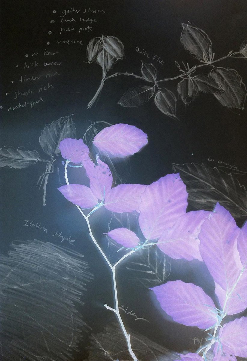 Ecogeographers's tweet photo. Started #beech research for @sustrust's #crenvergrove. Looking at its stories and morphology. Next microscope &amp; soils http://t.co/qcrOmqavDv