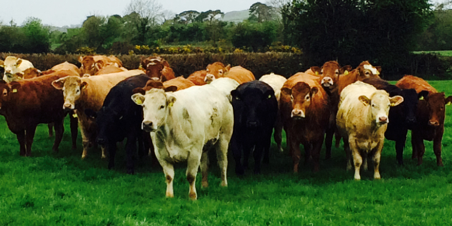 NRNonline's tweet photo. #Ireland to begin exporting #beef to the U.S. http://t.co/Ok07Q9UVUq @FoodWriterDiary http://t.co/XNGkZSEu79