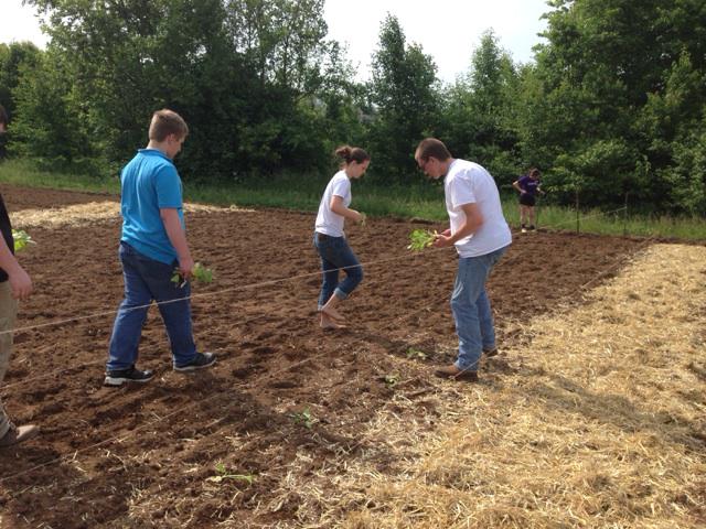 katherineowens's tweet photo. Planting hybrid tobacco for the bees to make honey! #DOSECS15 @ECS_LnJ http://t.co/st4JCHB0aQ