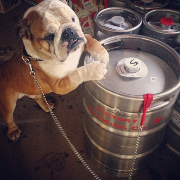 VictoryBeer's tweet photo. Buster claims his #victory -  http://t.co/lxQyaUggu5 ^MB http://t.co/DqDl1O0ewy