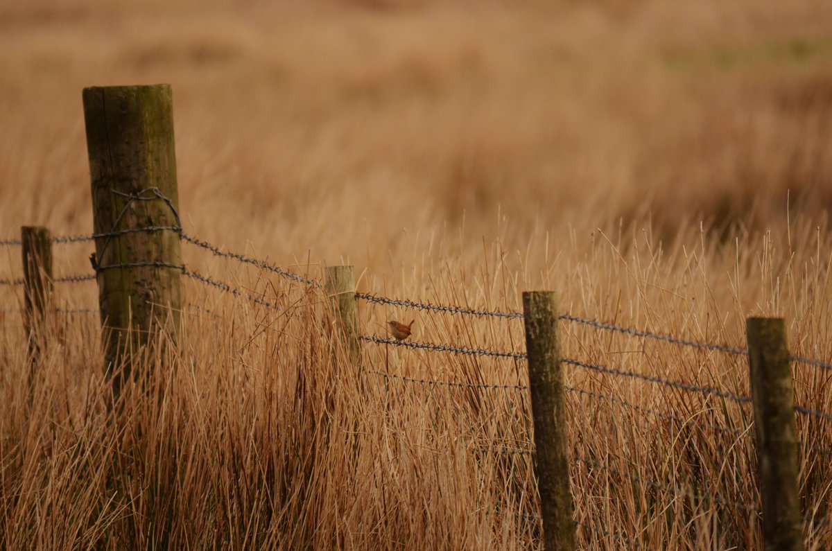 RT <a href="/whiskymad/">Tartan Eyes</a>: Wren on the Starbog Road Larne <a href="/wildlife_uk2/">Wildlife Sightings 2</a> <a href="/wildlife_birds/">Bird Sightings</a> <a href="/Natures_Voice/">RSPB</a> <a href="/BirdWatchingMag/">Bird Watching</a> #Larne