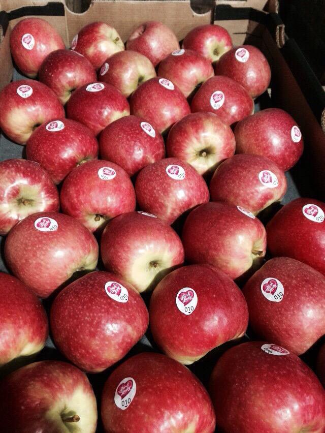 TommievanZyl's tweet photo. #ZZ2 #PinkLady harvest of 2015. Excellent customer value from #Ceres #WCape + #CoreFruit, our professional salesteam. http://t.co/JFTXxYO9Vc