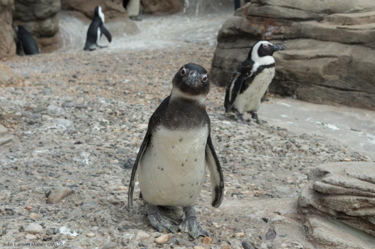 TheWCS's tweet photo. A #Penguin in Danger of #Extinction: http://t.co/CjEWlOWcrG #savingspecies #WCSWildview  #AfricanPenguin @nyaquarium http://t.co/9raERGypFc