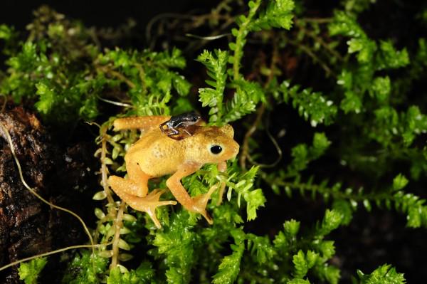 TheWCS's tweet photo. .@TheWCS @BronxZoo @JimBreheny commemorates #EndangeredSpeciesDay. http://t.co/Uoav6PWIcN http://t.co/Xil9AQf18c