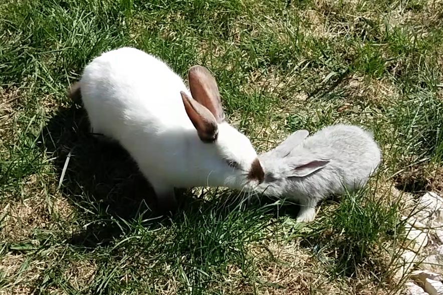 konkovilya79's tweet image. Знакомство с белым кроликом, ссылка:
youtube.com/watch?v=vWd9Ak…