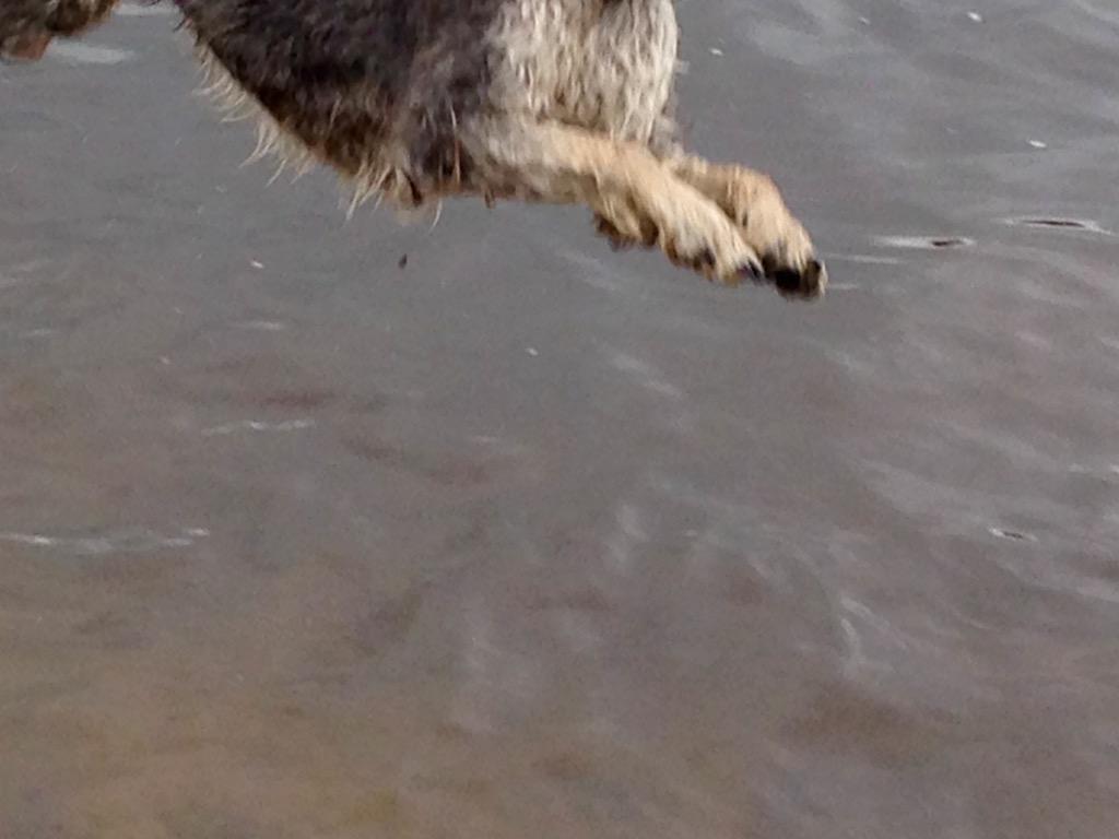 watersidedogs tweet picture
