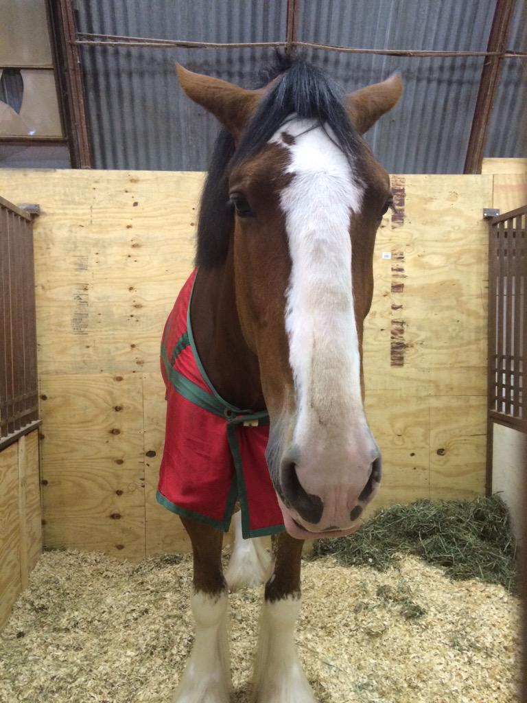 cceffa's tweet photo. #PerksofFFA getting to skip school to meet Budweiser's Clydsdales #BlueandGold http://t.co/00F7RVO6QA