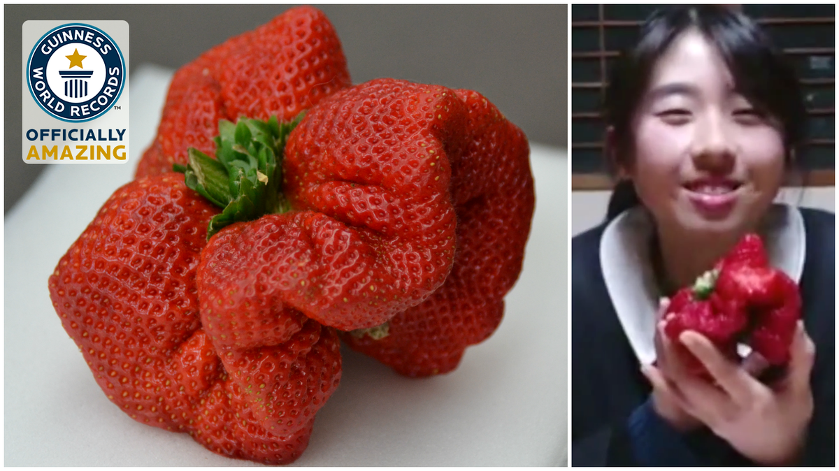 Guinness World Records Strawberry Found In Japan Breaks Weight Record Held For 32 Years Http T Co N7siupeffl Http T Co Z6di9z5wju