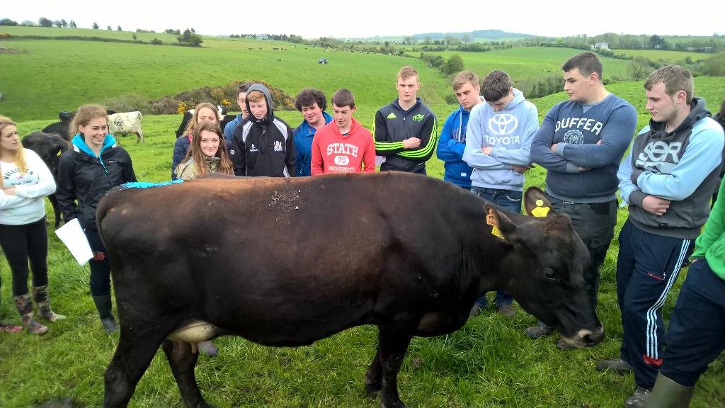 barrabuckley's tweet photo. @bandongrammar 5th year Ag Science farm walk at the Batemans farm today. The future's looking great! http://t.co/F7FO9MrK5O