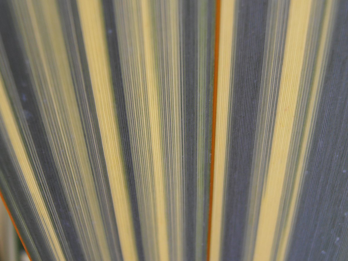 rioMoros's tweet photo. Planta tenaz, el FORMIO: Phormium tenax http://t.co/v78JHFU0Dw #hojas #variegado http://t.co/58fRmWwGyN