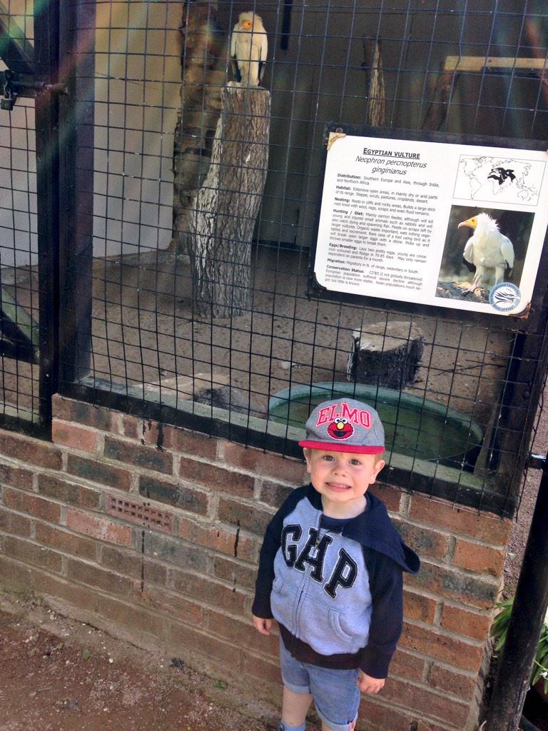 AnnabelPhillips's tweet photo. We had such a nice day at the  @ICBPNewent on Monday, #massivebirds 🐦🐤 http://t.co/XhXGOhuMCt