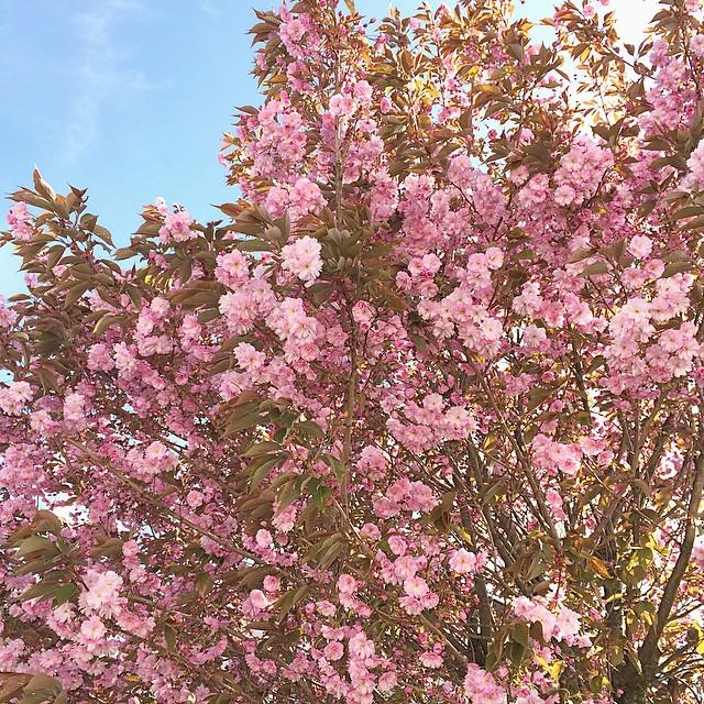 NorwayInstagram's tweet photo. Ikke verst å komme hjem til sol og dette fine treet i hagen 😍
#tre #blomstring #hage #hjem #forsommer #mai #Regions… http://t.co/HJzIjo3XJ5