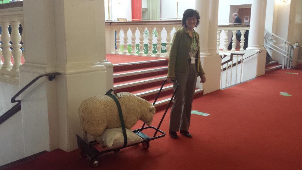 follyfarmcentre's tweet photo. Watch out #Bristol! Our sheep from @RaisingTheBaa are finished @BSSW2015 &amp; heading back to the countyside! #BSSW2015 http://t.co/wAJvzolfvd