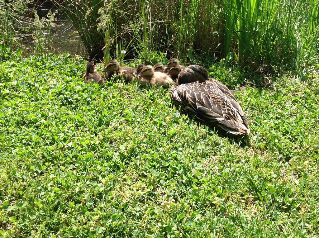 Spring at Campbell is my favorite time :)