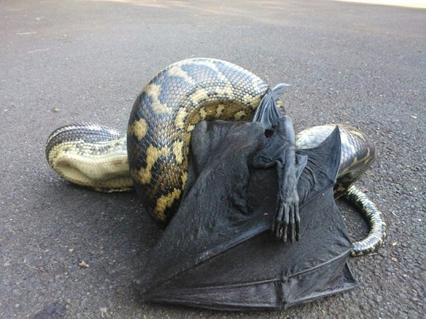 fashionsexyblog's tweet photo. Australia is SCARY38 See more pics http://t.co/GFpHLhc3aM http://t.co/dfSmnXhtgX