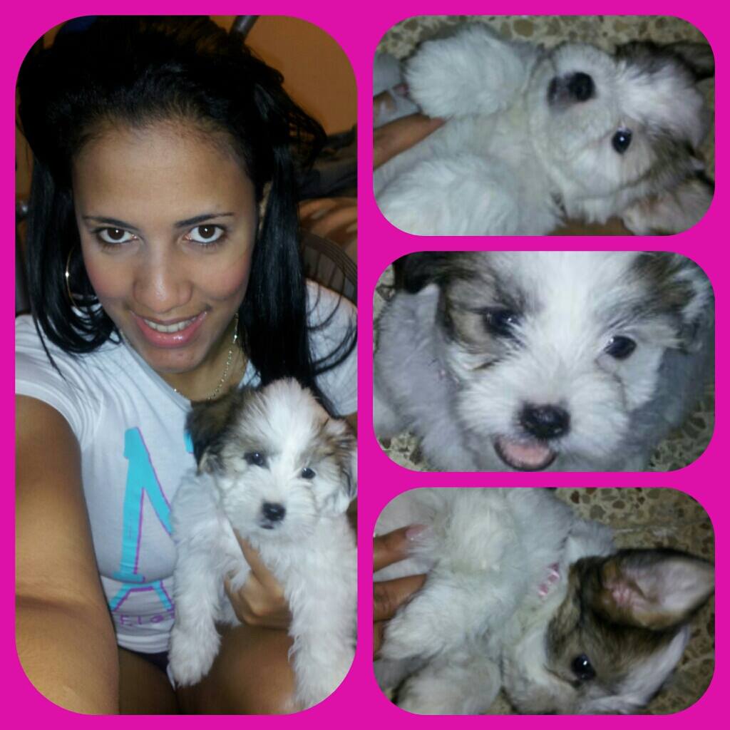 msanchezagentv tweet picture