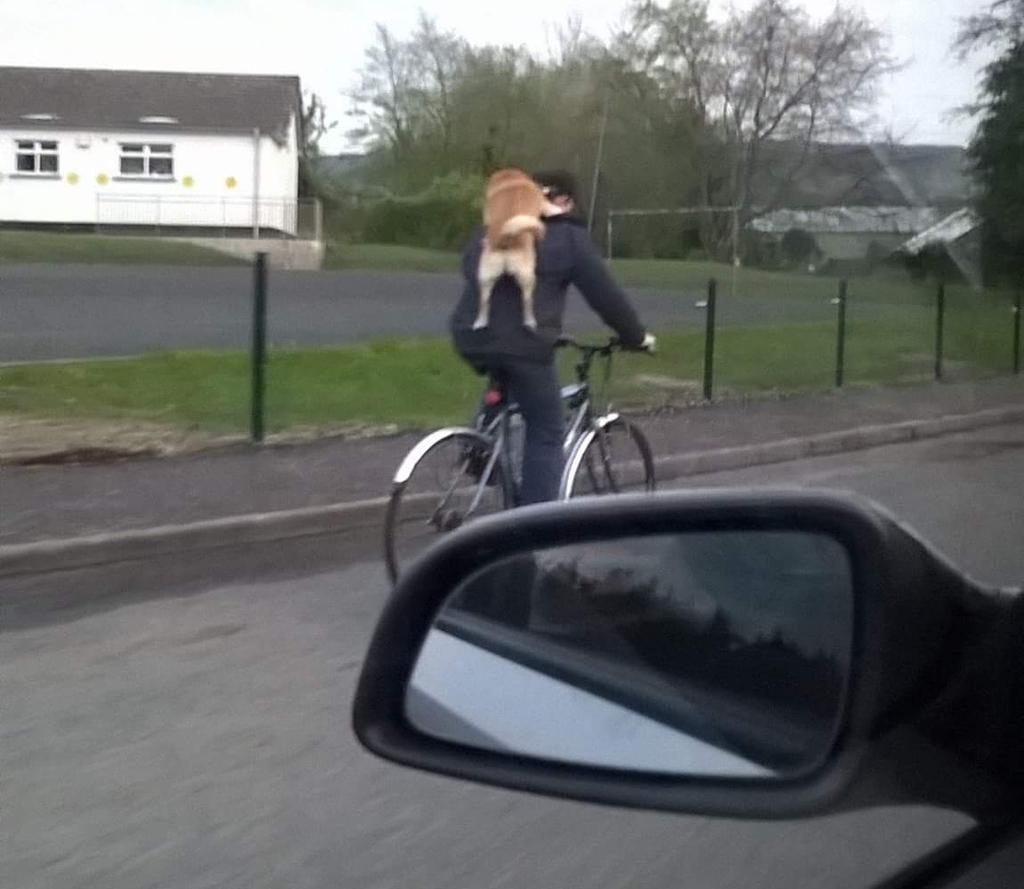 Ferm_Herald's tweet photo. We aren't quite sure what to make of this photo from Boho. Surely it's not safe!? http://t.co/8hAAVraPgK