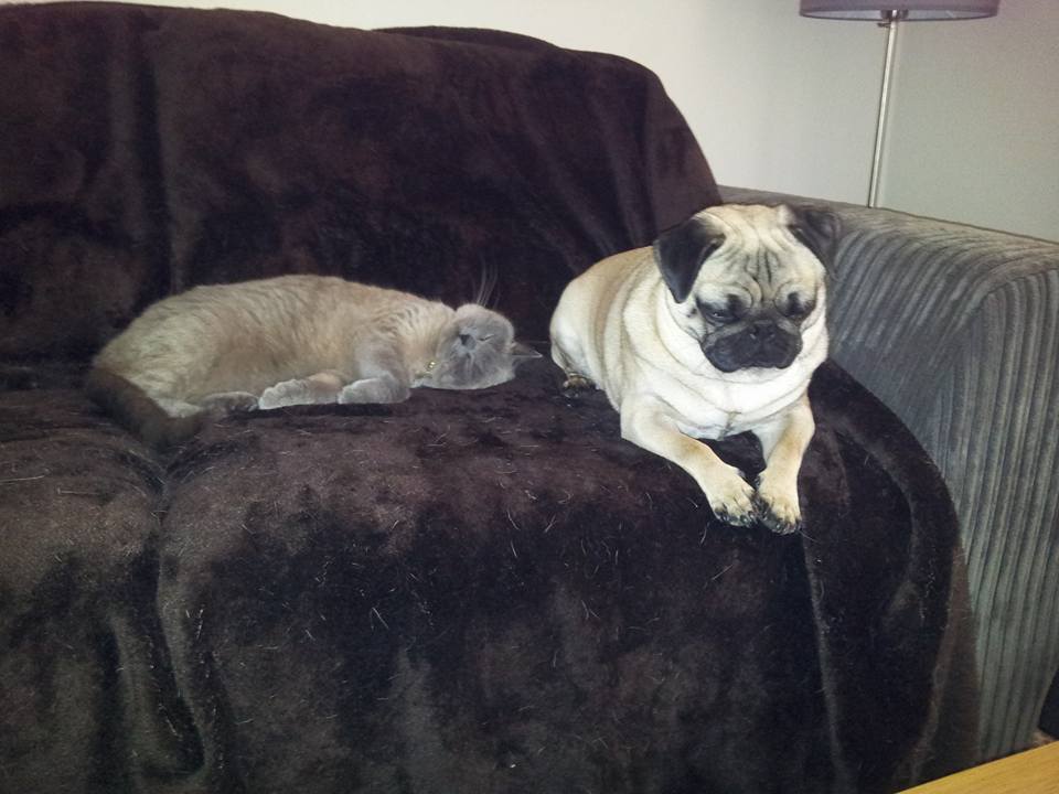 xanderpug's tweet photo. Nap time with my sister! #pug #cat #catdog #sleep #nap #british http://t.co/kglYdvGg4V