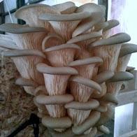 BrewersMushroom tweet picture