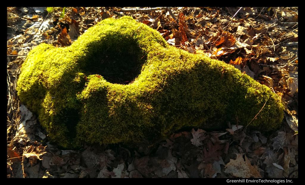 Nature Hike Fun! #moss #rocks #nature #hikes #environment #ecology #solar #cleantech #offgrid #diy